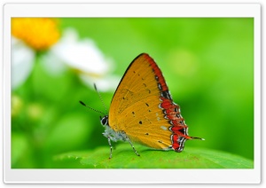 Orange Butterfly on a Leaf HD Wide Wallpaper for Widescreen