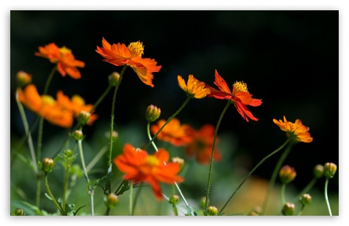 Orange Cosmos Flowers wallpaper for Wide 16:10 Widescreen WHXGA WQXGA WUXGA WXGA ;