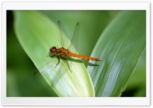 Orange Dragonfly HD Wide Wallpaper for Widescreen