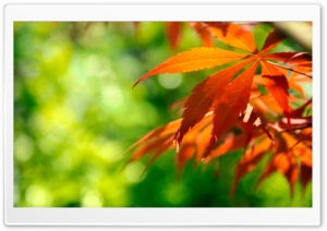 Orange Fall Leaves Against A Green Background HD Wide Wallpaper for Widescreen