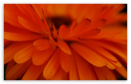 Orange Flower Focus HD wallpaper for Wide 16:10 Widescreen WHXGA WQXGA WUXGA WXGA ;