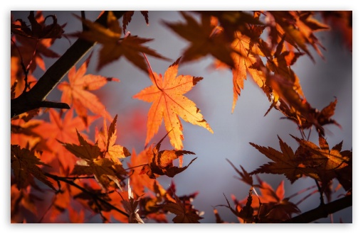Orange Leaves wallpaper for Wide 16:10 Widescreen WHXGA WQXGA WUXGA WXGA ;