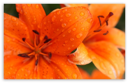 Orange Lily wallpaper for Wide 16:10 Widescreen WHXGA WQXGA WUXGA WXGA ;