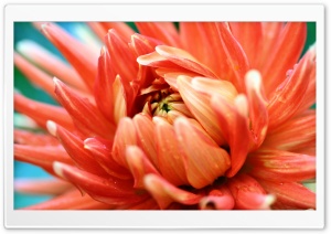 Orange Passion HD Wide Wallpaper for Widescreen