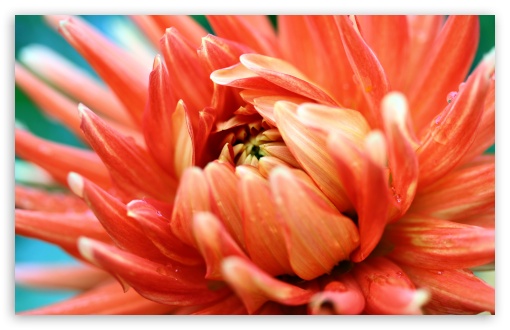 Orange Passion HD wallpaper for Standard 4:3 Fullscreen UXGA XGA SVGA ; Wide 16:10 Widescreen WHXGA WQXGA WUXGA WXGA ; HD 16:9 High Definition WQHD QWXGA 1080p 900p 720p QHD nHD ; Other 3:2 DVGA HVGA HQVGA devices ( Apple PowerBook G4 iPhone 4 3G 3GS iPod Touch ) ; Mobile VGA iPhone iPad - VGA QVGA Smartphone ( PocketPC GPS iPod Zune BlackBerry HTC Samsung LG Nokia Eten Asus ) HVGA Smartphone ( Apple iPhone iPod BlackBerry HTC Samsung Nokia ) ;