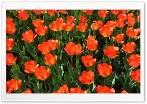 Orange Tulip Field HD Wide Wallpaper for Widescreen