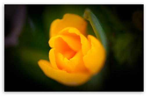 Orange Tulip Macro wallpaper for Wide 16:10 Widescreen WHXGA WQXGA WUXGA WXGA ;