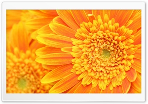 Gerber+daisy+tattoo+images