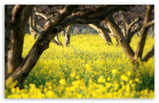 Orchard wallpaper for Wide 16:10 Widescreen WHXGA WQXGA WUXGA WXGA ;