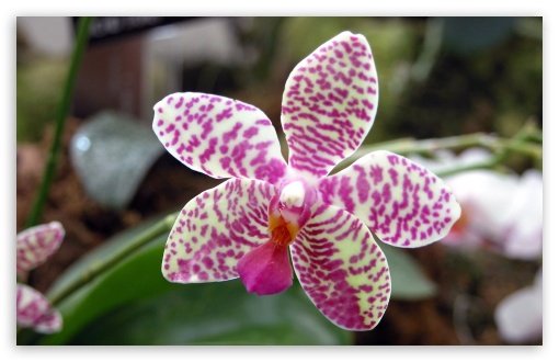 Wallpapers Of Orchid Flowers. Orchid Flower wallpaper for