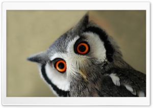 Owl HD Wide Wallpaper for Widescreen