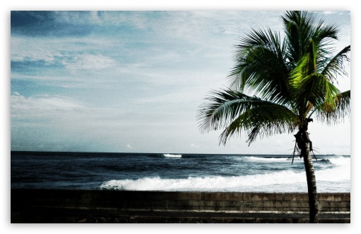 Palm Tree, Ocean wallpaper for Wide 16:10 Widescreen WHXGA WQXGA WUXGA WXGA ;