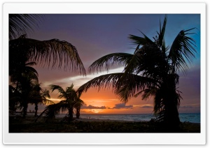 Palm Trees On The Beach Sunset HD Wide Wallpaper for Widescreen