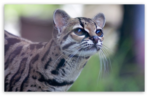 Pantanal Cat HD wallpaper for Wide 16:10 Widescreen WHXGA WQXGA WUXGA WXGA ;