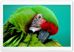 Parrot HD Wide Wallpaper for Widescreen