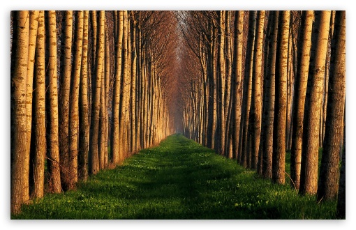 Path Lined With Trees HD wallpaper for Wide 16:10 Widescreen WHXGA WQXGA WUXGA WXGA ;