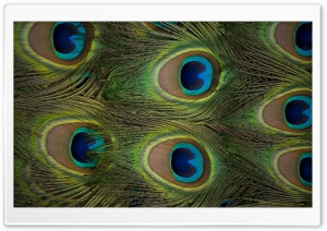 Peacock Feathers HD Wide Wallpaper for Widescreen