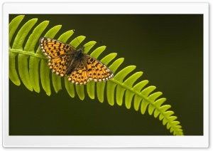 Pearl Bordered Fritillary HD Wide Wallpaper for Widescreen