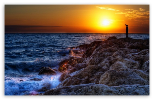 Pelicans Seascape wallpaper for Wide 16:10 Widescreen WHXGA WQXGA WUXGA WXGA ;