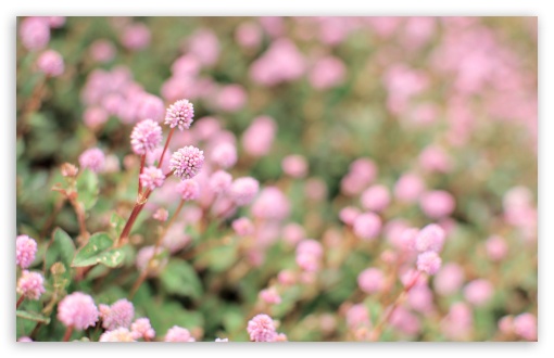 Persicaria Capitata HD wallpaper for Wide 16:10 Widescreen WHXGA WQXGA WUXGA WXGA ;