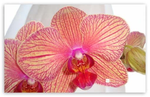 Phalaenopsis Orchid wallpaper for Standard 4:3 Fullscreen UXGA XGA SVGA ; Wide 16:10 Widescreen WHXGA WQXGA WUXGA WXGA ; Mobile VGA iPad - VGA QVGA Smartphone ( PocketPC GPS iPod Zune BlackBerry HTC Samsung LG Nokia Eten Asus ) ;