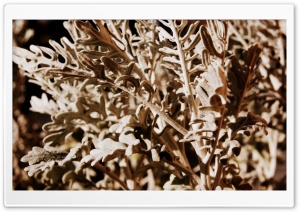 Pianta HD Wide Wallpaper for Widescreen