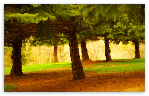 Pine Trees HD wallpaper for Wide 16:10 Widescreen WHXGA WQXGA WUXGA WXGA ;