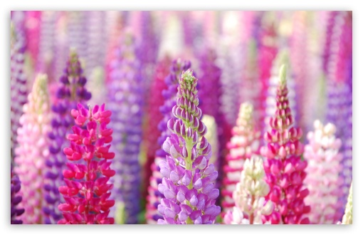 Pink And Purple Lupin Flowers HD wallpaper for Wide 16:10 Widescreen WHXGA WQXGA WUXGA WXGA ;