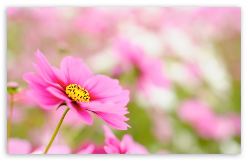 Pink Cosmos HD wallpaper for Wide 16:10 Widescreen WHXGA WQXGA WUXGA WXGA ;
