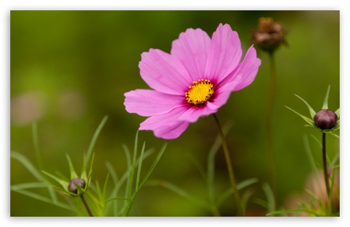 Pink Cosmos Flower HD wallpaper for Wide 16:10 Widescreen WHXGA WQXGA WUXGA WXGA ;