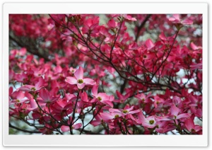 Dogwood+tree+tattoo