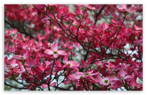 Pink+dogwood+tattoos