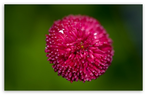 Pink Flower Against A Green Background wallpaper for Wide 16:10 Widescreen WHXGA WQXGA WUXGA WXGA ;