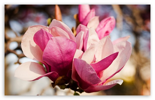 Pink Magnolia Flower HD wallpaper for Wide 16:10 Widescreen WHXGA WQXGA WUXGA WXGA ;