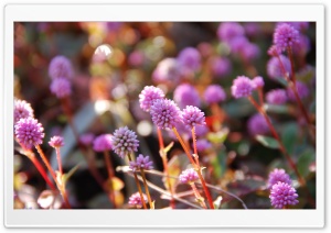 Pink Persicaria Capitata HD Wide Wallpaper for Widescreen