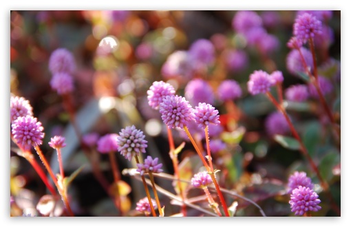 Pink Persicaria Capitata HD wallpaper for Wide 16:10 Widescreen WHXGA WQXGA WUXGA WXGA ;