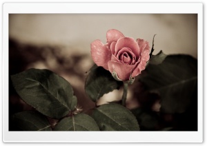Pink Rose HD Wide Wallpaper for Widescreen