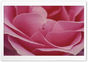 Pink Rose HD Wide Wallpaper for Widescreen