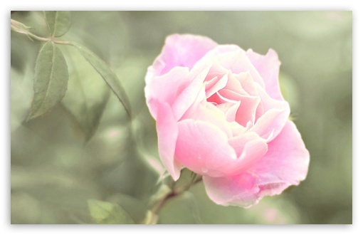 Pink Rose HD wallpaper for Wide 16:10 Widescreen WHXGA WQXGA WUXGA WXGA ;