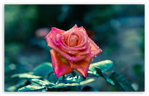 Pink Rose After Rain HD wallpaper for Wide 16:10 Widescreen WHXGA WQXGA WUXGA WXGA ;