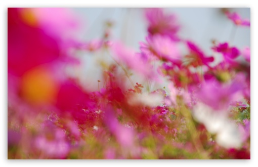 Pinkish HD wallpaper for Wide 16:10 Widescreen WHXGA WQXGA WUXGA WXGA ;