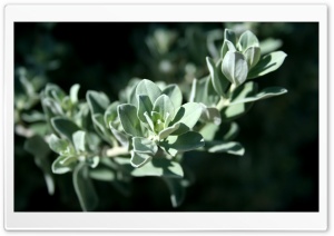 Plants 2 HD Wide Wallpaper for Widescreen