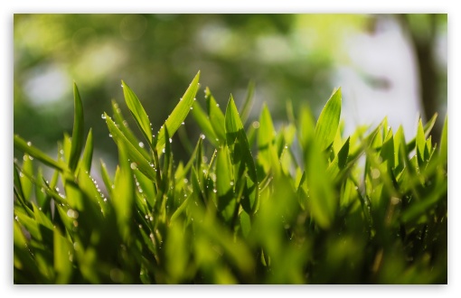 Plants Macro HD wallpaper for Wide 16:10 Widescreen WHXGA WQXGA WUXGA WXGA ;