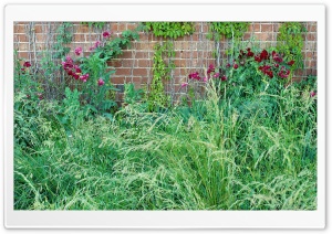 Plants Nature HD Wide Wallpaper for Widescreen