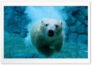 Polar Bear Swimming HD Wide Wallpaper for Widescreen