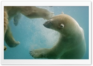 Polar Bears In The Water HD Wide Wallpaper for Widescreen