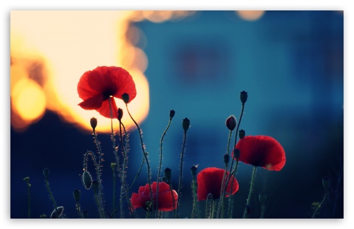 Poppies In The Sunset wallpaper for Wide 16:10 Widescreen WHXGA WQXGA WUXGA WXGA ;