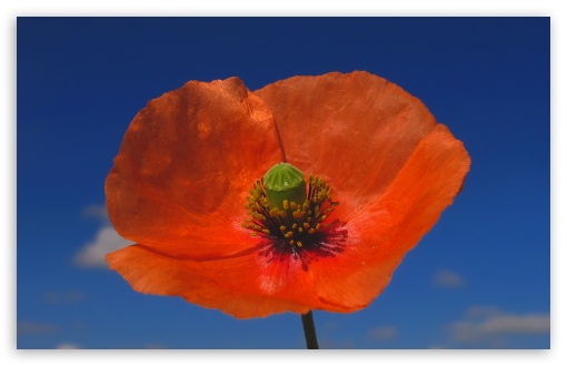 Poppy Against Blue Sky wallpaper for Wide 16:10 Widescreen WHXGA WQXGA WUXGA WXGA ;