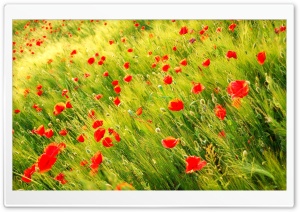 Poppy Field HD Wide Wallpaper for Widescreen