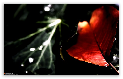 Precious wallpaper for Standard 4:3 Fullscreen UXGA XGA SVGA ; Wide 16:10 Widescreen WHXGA WQXGA WUXGA WXGA ; Mobile VGA iPad - VGA QVGA Smartphone ( PocketPC GPS iPod Zune BlackBerry HTC Samsung LG Nokia Eten Asus ) ;